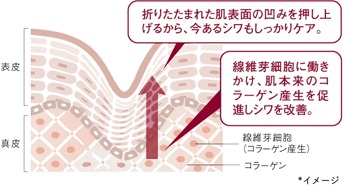 折りたたまれた肌表面の凹みを押し上げるから、今あるシワもしっかりケア。線維芽細胞に働きかけ、肌本来のコラーゲン産生を促進しシワを改善。*イメージ