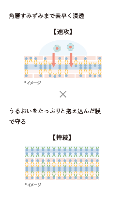 【速攻】角層すみずみまで素早く浸透 【持続】うるおいをたっぷりと抱え込んだ膜で守る