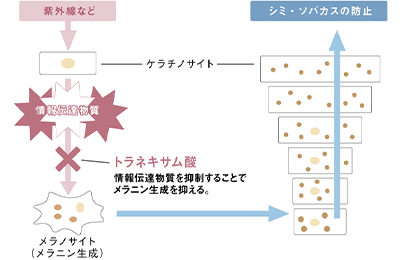 肌図：トラネキサム酸 情報伝達物質を抑制することでメラニン生成を抑える。