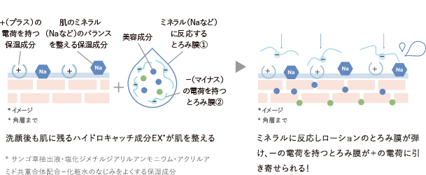 +（プラス）の電荷を持つ保湿成分 肌のミネラル（Naなど）のバランスを整える保湿成分 美容成分 ミネラル（Naなど）に反応するとろみ膜① −（マイナス）の電荷を持つとろみ膜② 洗顔後も肌に残るハイドロキャッチ成分EX*が肌を整える *サンゴ草抽出液、塩化ジメチルジアリルアンモニウム、アクリルアミド共重合体配合＝化粧水のなじみをよくする保湿成分 ミネラルに反応しローションのとろみ膜が弾け、ーの電荷を持つとろみ膜が＋の電荷に引き寄せられる！
