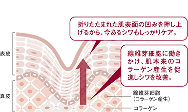 折りたたまれた肌表面の凹みを押し上げるから、今あるシワもしっかりケア。 / 線維芽細胞に働きかけ、肌本来のコラーゲン産生を促進しシワを改善。