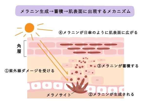 メラニン生成～蓄積＝肌表面に出現するメカニズム